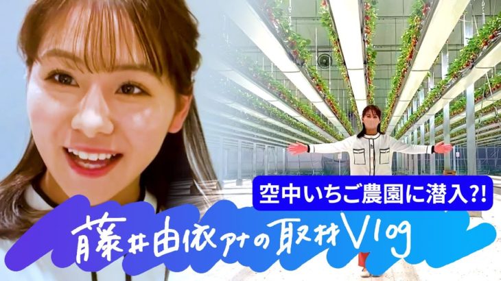 未来のビニールハウス　空中いちご農園とは？！【藤井由依アナの取材Vlog】（2022年12月13日）