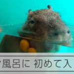 目も心もほっこり？　カピバラのプールが「ミカン風呂」に