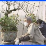 皇居の新年を彩る「春飾り」の準備｜TBS NEWS DIG