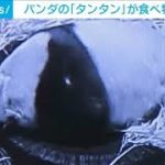 【一部始終】パンダが30秒で“食べ物”に変身？(2022年12月6日)