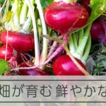 古来の焼き畑農法で作る、在来野菜「河内カブラ」