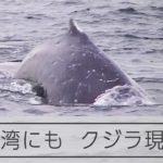 東京湾にもクジラ　体長7メートル「マッコウクジラ」の見方も