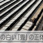 田んぼに広がる一面の真っ白な「畳」　正体は寒天　岐阜・山岡町の風物詩をドローンで