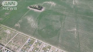 トウモロコシ畑にメッシ選手の“巨大な顔” 意外な描き方とは(2023年1月20日)