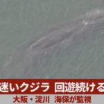 迷いクジラ、回遊続ける 大阪・淀川、海保が監視