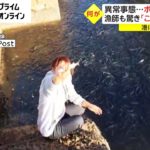 港にボラが大量発生「何万じゃすまない」地元住民も驚きの声　各地で相次ぐ理由を専門家に聞いた
