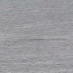 淀川河口にクジラ