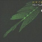 【世界初】オジギソウ なぜ閉じる？  仕組みを解明(2023年1月1日)