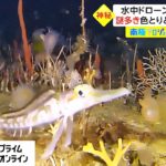 水中ドローンで海中撮影　謎多き色とりどりの生物たち