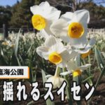 東京の葛西臨海公園　寒風に揺れるスイセン