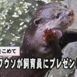 水槽から愛をこめて　コツメカワウソが飼育員にプレゼント