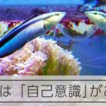 写真見て「これは自分！」魚もわかる　のどの虫落とそうと砂スリスリ