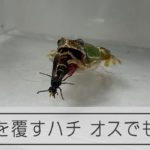 「オスは刺さない」の常識覆すハチ　食べたカエルが反撃受け断念