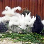 全身ふわふわ　ウサギの赤ちゃん　神戸で一般公開