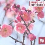 【まるで春本番】都心で梅が一気に開花　アイスやビールも売り上げUP(2023年2月12日)
