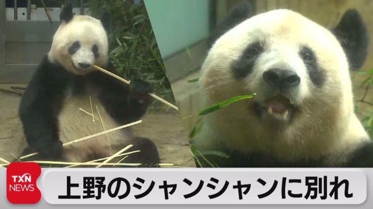 上野のシャンシャンに別れ（2023年2月19日）