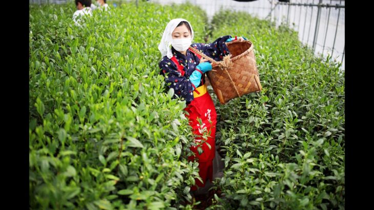 【四季彩】安らぎ運ぶ新茶の初摘み・京都