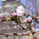 【桜列島2023】大阪で桜開花