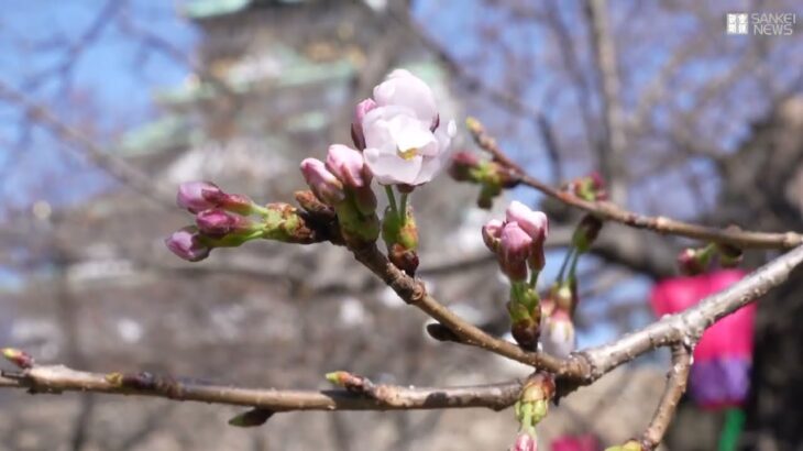 【桜列島2023】大阪で桜開花