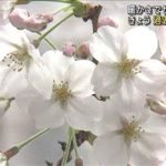 【サクラ】“最速タイ”きょう満開か　東京19℃予想(2023年3月21日)