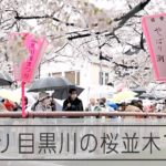 都心で桜満開 雨でもにぎわう週末の目黒川の桜並木