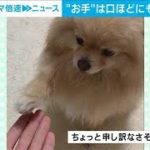 “お手”は口ほどにものを言う？「渾身すぎるお手」が話題(2023年3月13日)