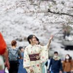 桜満開　観測史上最速に・京都