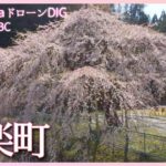ダムに沈む町の桜　愛知県設楽町【JNN sakuraドローンDIG 2023】