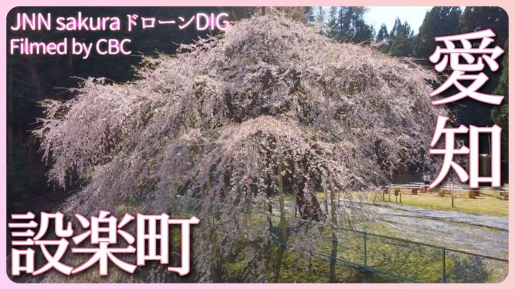 ダムに沈む町の桜　愛知県設楽町【JNN sakuraドローンDIG 2023】