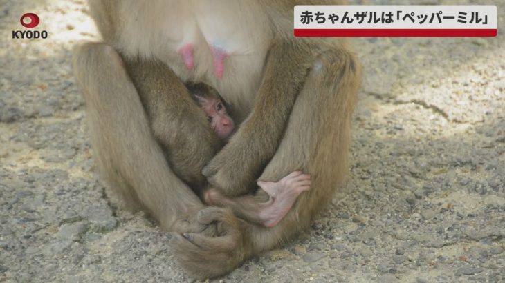 【速報】赤ちゃんザルは「ペッパーミル」