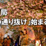 【桜列島2023】夜桜の間に傘も咲く　造幣局「桜の通り抜け」始まる