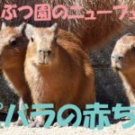 どうぶつ園のニューフェース　カピバラの赤ちゃん
