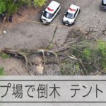 キャンプ場で倒木、テントで寝ていた女性は死亡