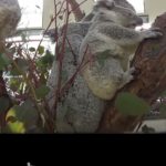 【いきもの目線】コアラ ／ 360Lives　koala