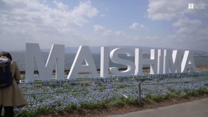 ネモフィラが見頃