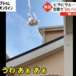 ヒラヒラと…目の前に落下　空舞う“白いリボン”の正体は?