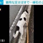 器用な足さばきで…縁石の上を歩く犬(2023年4月29日)