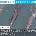 クロツチクジラの姿はっきりと　ドローンで撮影した群れの映像公開(2023年5月16日)