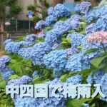 近畿・中四国で梅雨入り　アジサイ色づく