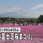 色鮮やかなピンクのじゅうたん「2023富士芝桜まつり」