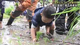 六本木ヒルズで「田植え」 地上45mの屋上庭園に富山県産米(2023年5月13日)