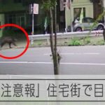 住宅地を走るヒグマ、防犯カメラがとらえた瞬間　北海道室蘭市に「ヒグマ注意報」