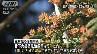 「約30年後に花粉量半減を」政府が花粉症対策を取りまとめ(2023年5月30日)