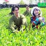 八十八夜に宇治茶摘み　新茶シーズン到来、京都