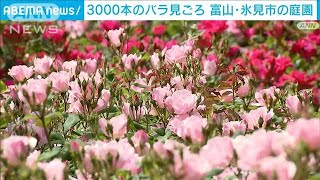 バラ3000本が鮮やかに咲き誇り…富山・氷見市の庭園で見ごろ迎える(2023年5月22日)