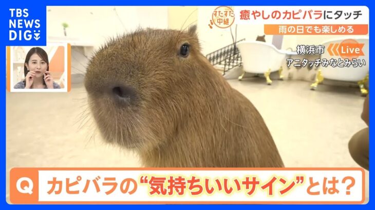 カピバラ、ワオキツネザルの赤ちゃん、砂漠のキツネ…20種類300匹！　癒やしの動物と触れあえる屋内型の動物園【すたすた中継】｜TBS NEWS DIG