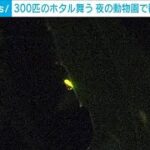 300匹のホタル舞う…夜の動物園で観察会　富山市(2023年6月17日)