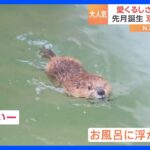 スタッフもメロメロ！生まれたばかりのビーバーの赤ちゃんの愛くるしい姿が話題に！｜TBS NEWS DIG