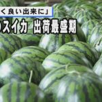 富里市のスイカが出荷最盛期