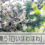 初夏なのに雪？　札幌で遭遇した「白いほわほわ」　その正体は…
